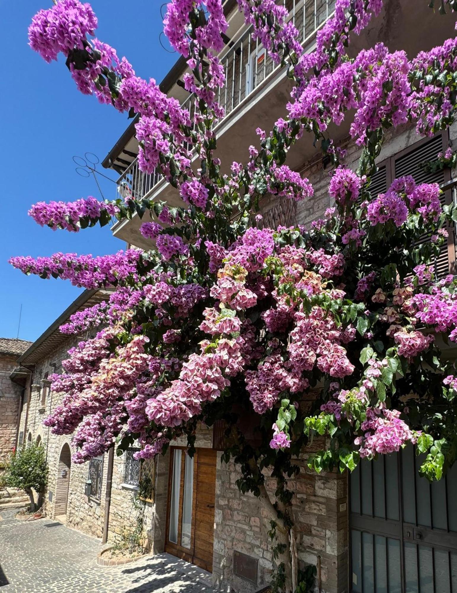 La Bouganville Assisi Exterior foto